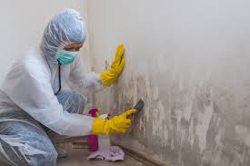 Why You Should Choose Our Mold Remediation Services in Orosi, CA